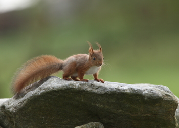 Eichhörnchen (Sciurus vulgaris) - © Alois Absenger